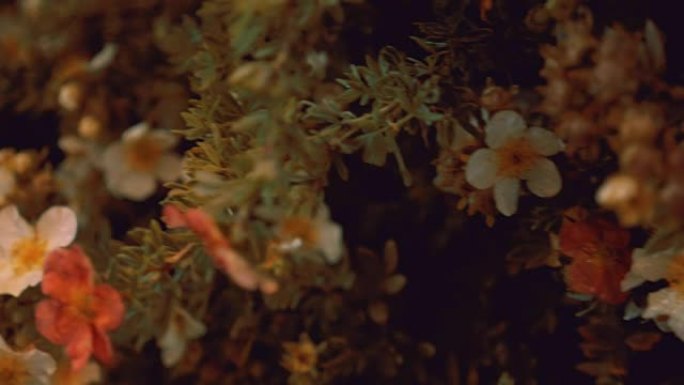 相机拍摄运动中的白委陵菜的花朵