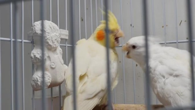 笼子里的两只英俊的鹦鹉用喙嬉戏地互相啄。笼中的宠物鹦鹉用尖锐的喙互相咬着对方的羽毛。宠物店笼子里顽皮