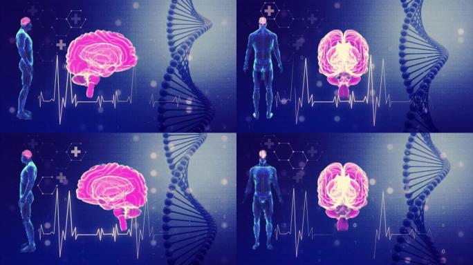 脑部扫描和DNA运动图形循环的全身扫描。
