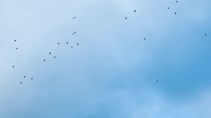 一群乌鸦在天空中飞舞，略带云层。