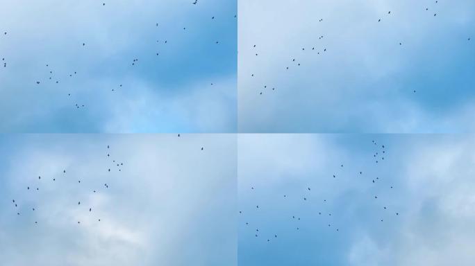 一群乌鸦在天空中飞舞，略带云层。