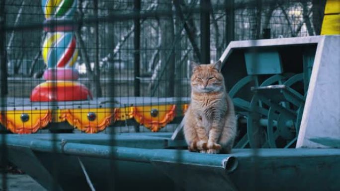 无家可归的红猫饿着肚子坐在街上