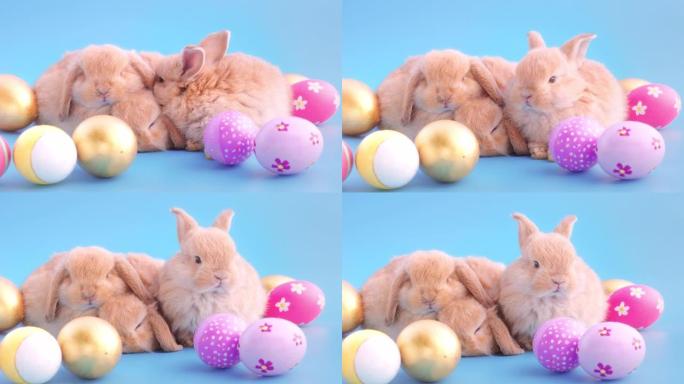 蓝色背景屏幕上带有复活节彩蛋的小兔子