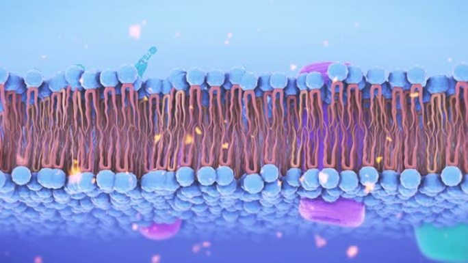 细胞膜三维细胞展示遗传物质