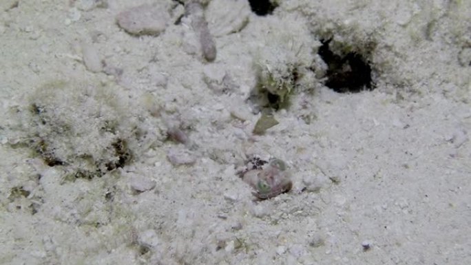 隐藏在沙底水下的海洋生物特写。
