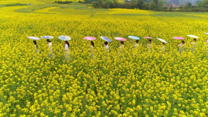 农旅结合的油菜花田