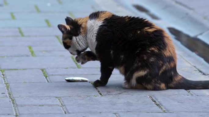 斑驳的流浪猫在混凝土地板上吃鱼粉前舔腿