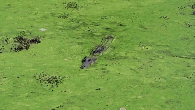 浑浊沼泽中的鳄鱼