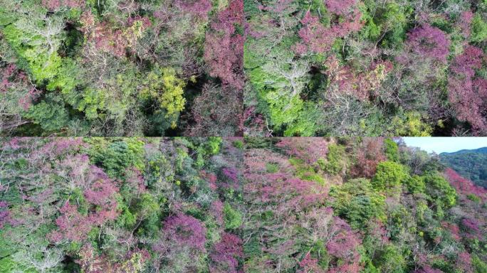 广州石门森林公园红色秋叶空中俯仰