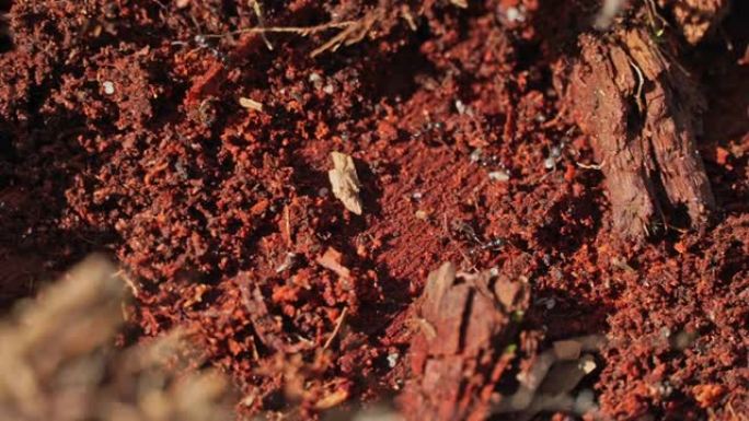 黑蚁巢，昆虫野生动物群落的极端近距离宏观视图。蚂蚁跑来跑去捡鸡蛋和工作。
