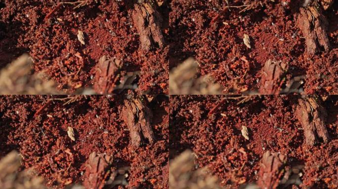 黑蚁巢，昆虫野生动物群落的极端近距离宏观视图。蚂蚁跑来跑去捡鸡蛋和工作。