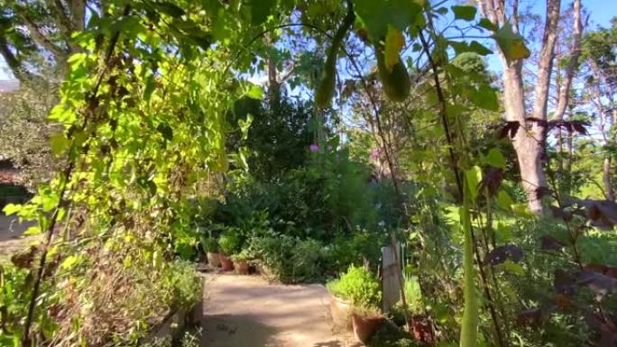 郁郁葱葱的碧桂园