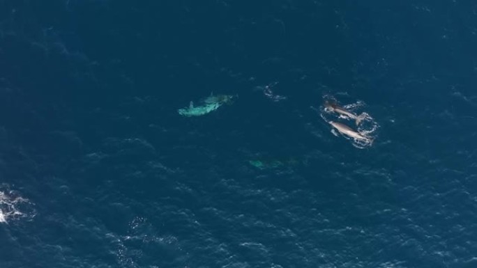 空中无人机在热带水中拍摄海豚