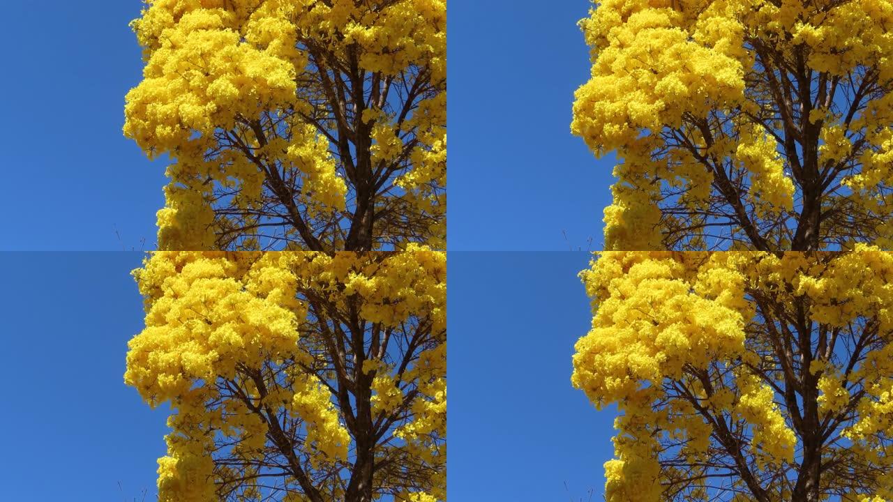 蓝天上的黄色大树。手摇黄花，金色的喇叭树。