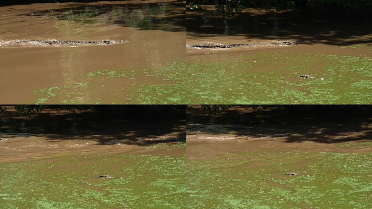 尼罗河鳄鱼在泥泞的水中快速游动。