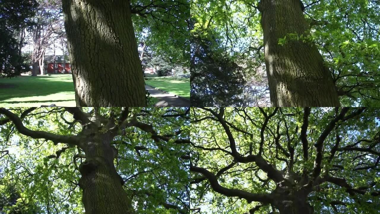 火鸡橡树 (栎树)-树冠