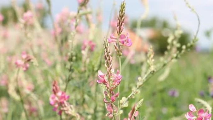 sainfoin美丽的粉红色野花从微风中慢慢移动，阳光明媚的夏日