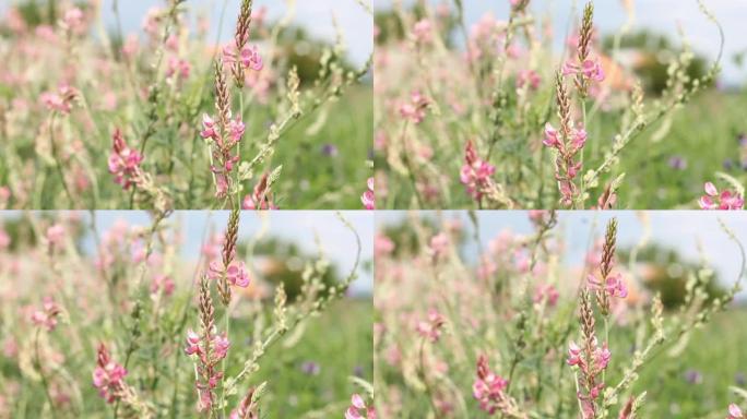sainfoin美丽的粉红色野花从微风中慢慢移动，阳光明媚的夏日