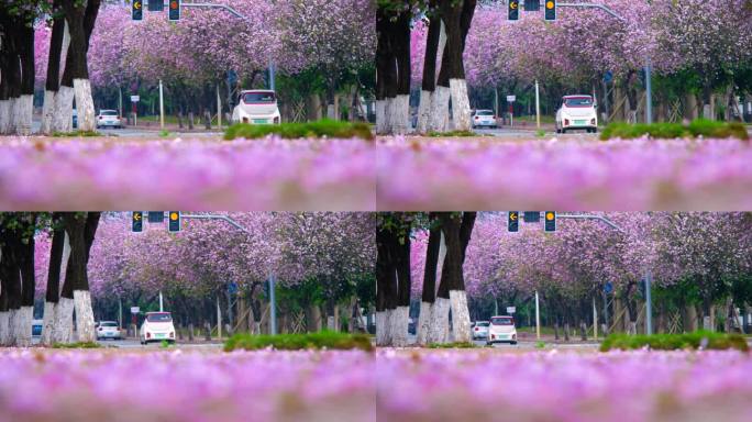 柳州紫荆花