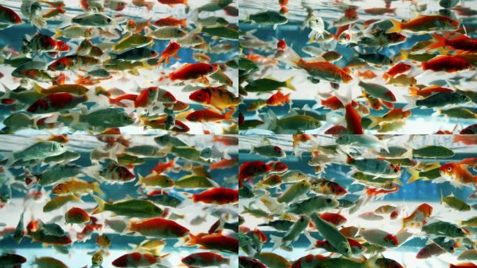 美丽鱼的视频慢动作在观赏鱼店的玻璃缸中游泳。