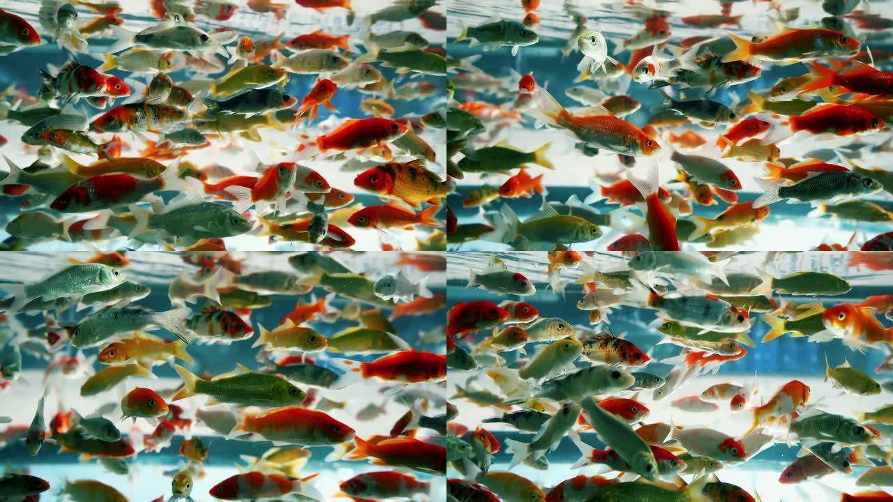 美丽鱼的视频慢动作在观赏鱼店的玻璃缸中游泳。