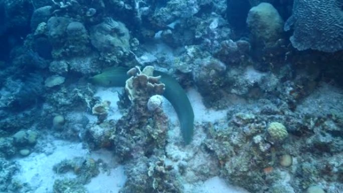 库拉索岛周围加勒比海珊瑚礁绿松石水中绿色海鳗的海景