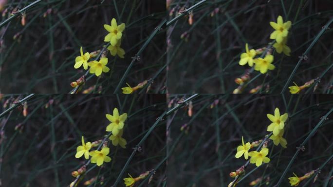 春天的花  春日桃花