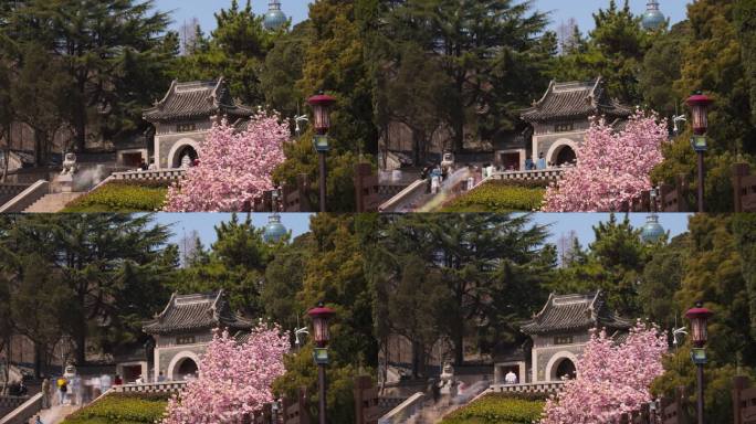 青岛春天湛山寺玉兰花人流延时