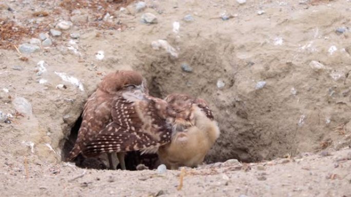 沙漠中的穴居猫头鹰