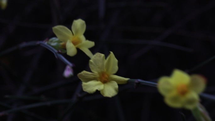 春天的花  春日桃花