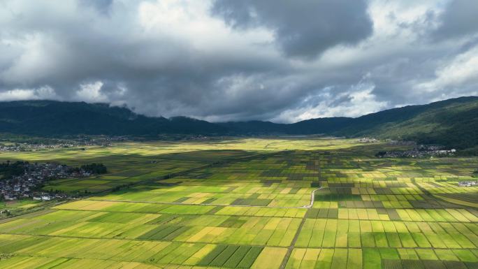 金秋稻田延时视频