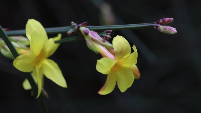 春天的花  春日桃花