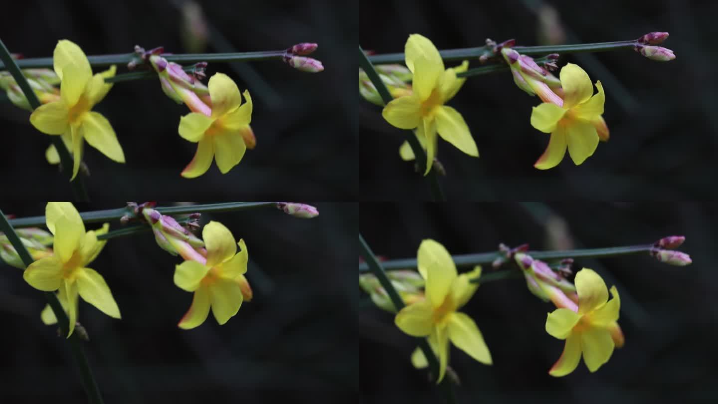 春天的花  春日桃花