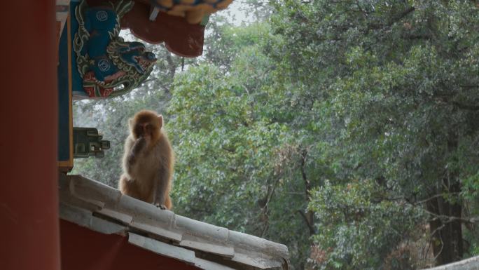 云南旅游大理剑川石宝山宝相寺猴子