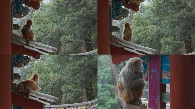 云南旅游大理剑川石宝山宝相寺猴子