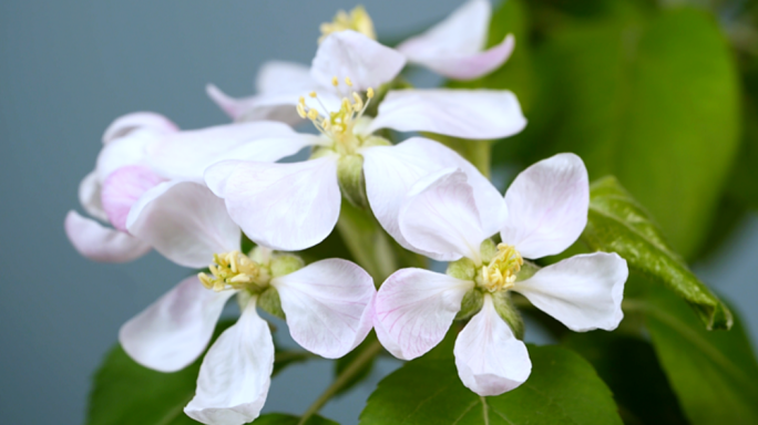 苹果花苹果树开花延时