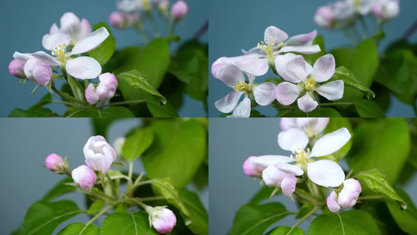 苹果花苹果树开花延时