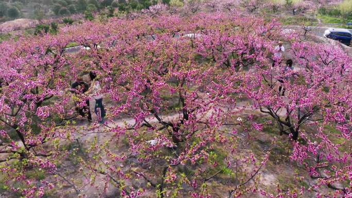 春天桃花盛开桃林旅游打卡风光