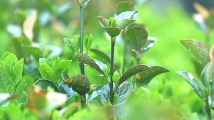 春天清明时节淅淅沥沥的小雨10个场景