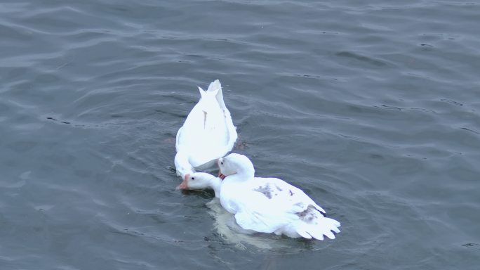 白鹅 戏水  鸭群  河水