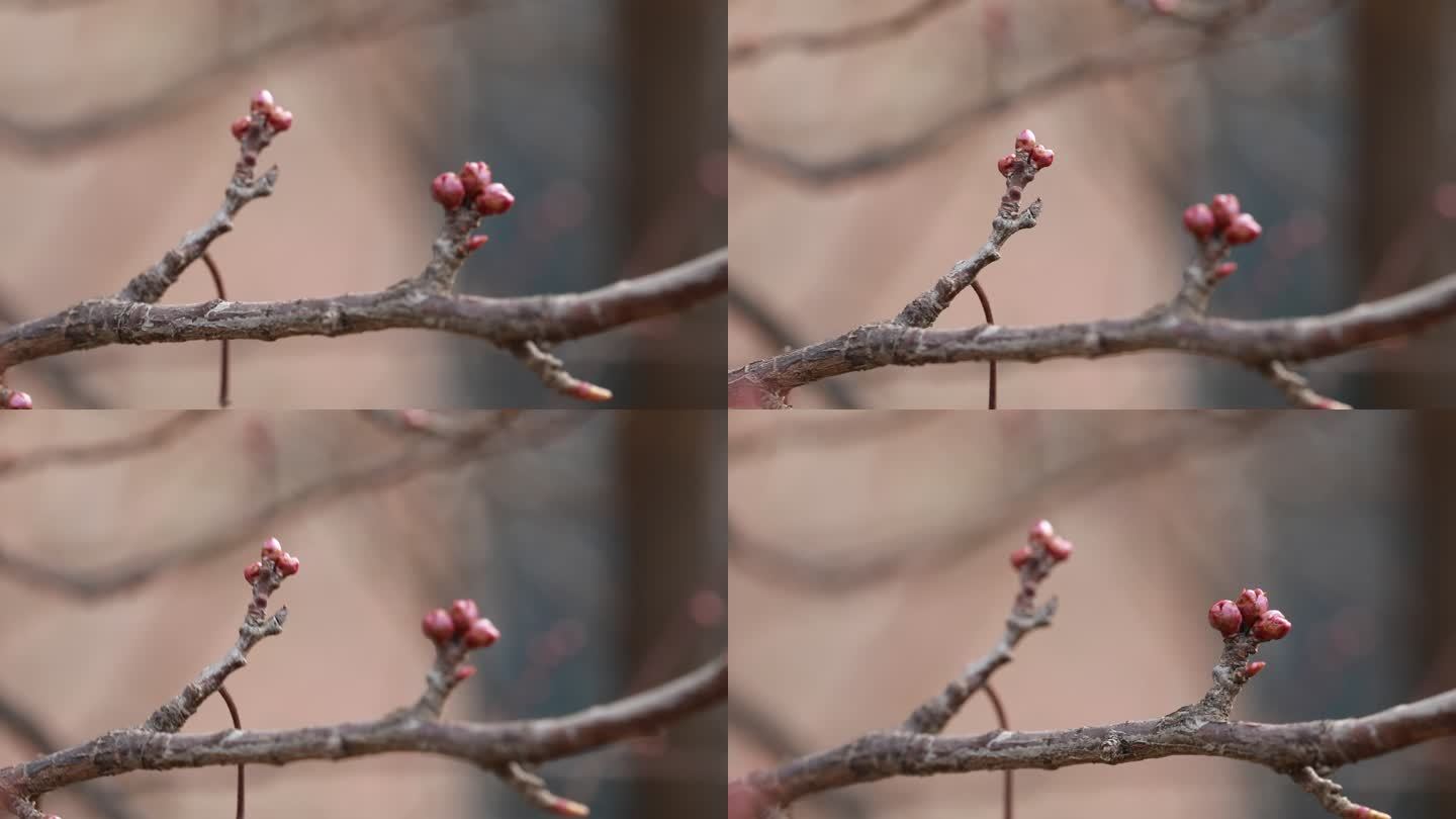 春天的花  春日桃花