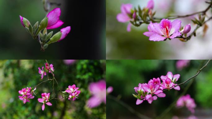 紫荆花花朵花瓣花开