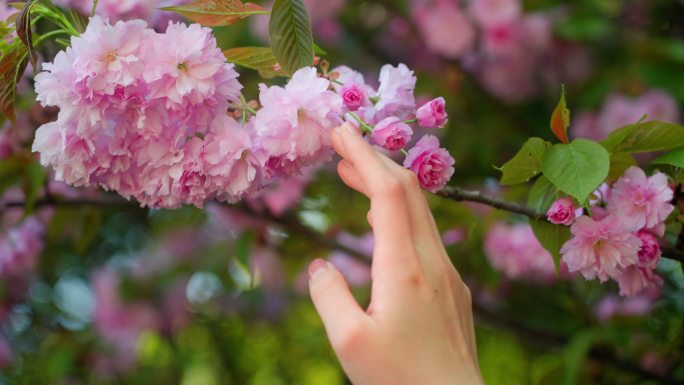 海棠花轻抚花瓣