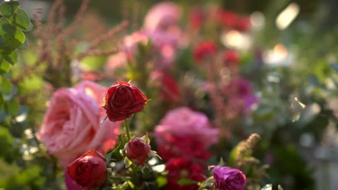 粉色和红色花朵玫瑰园美丽的灯光