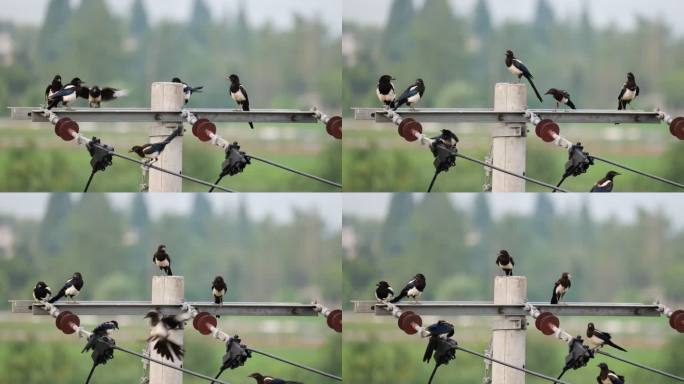 一群喜鹊实拍镜头