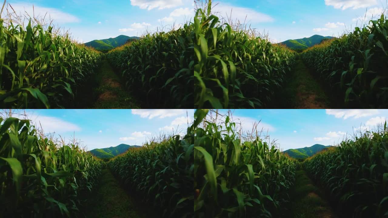 无人机摄像头在绿色玉米地里低空拍摄