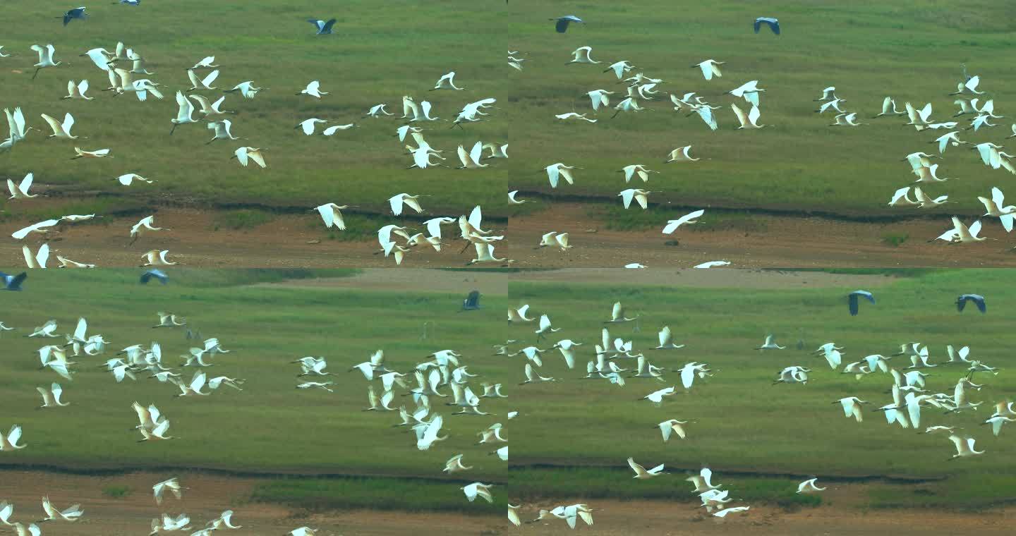 迁徙季白脸琵鹭结群在平原上展翅去南方越冬