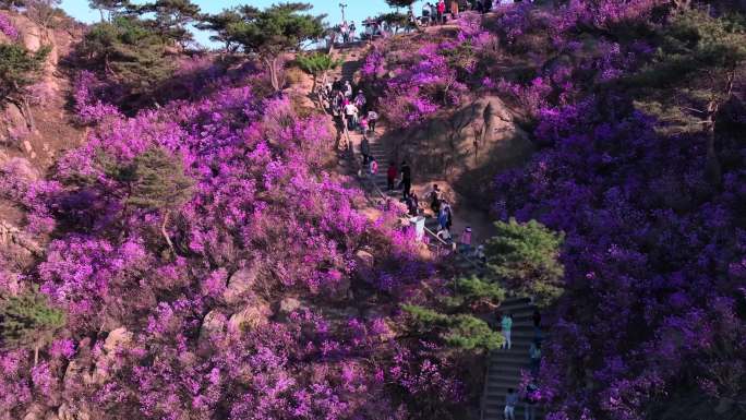 【4k】大珠山杜鹃花