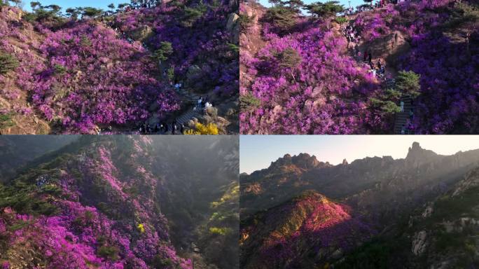 【4k】大珠山杜鹃花