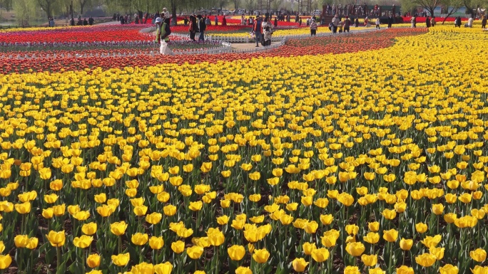 实拍郁金香花海游玩赏花人群